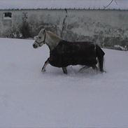 Welsh Pony af Cob-type (sec C) milos