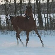 Arabisk fuldblod (OX) Antar el Karmdal