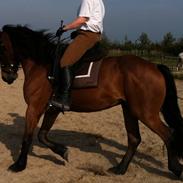 Anden særlig race Zhantee