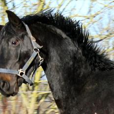 Dansk Varmblod Extrem