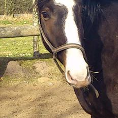 Anden særlig race Domingo 