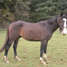 Anden særlig race Domingo 