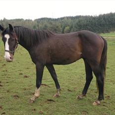 Anden særlig race Domingo 