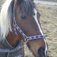 Anden særlig race Melanie