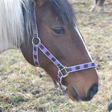Anden særlig race Melanie