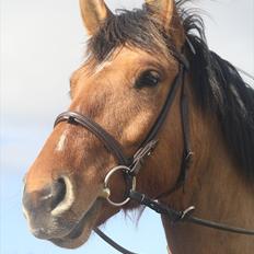 Anden særlig race Prinz