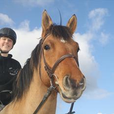 Anden særlig race Prinz