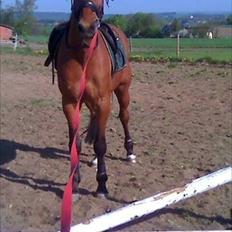 Traver Famous Hall (My Big Dog)