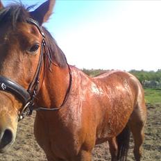 Traver Famous Hall (My Big Dog)