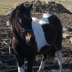 Anden særlig race Halkærhus Painted Lacey