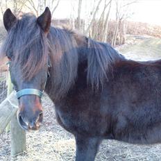 Anden særlig race Bakkely´s Pinus Sylvestris *solgt*