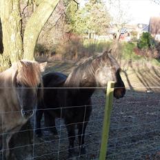 Anden særlig race Bakkely´s Pinus Sylvestris *solgt*