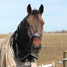 Dansk Varmblod Cawin Imhoff