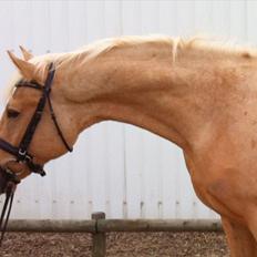 Palomino ACCOY OF TWILIGHT