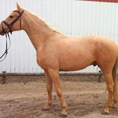Palomino ACCOY OF TWILIGHT
