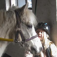 Welsh Pony (sec B) Fjordager Demsy