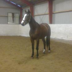 Trakehner Schamir von C