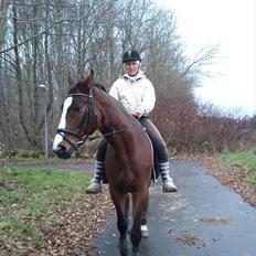 Trakehner Schamir von C