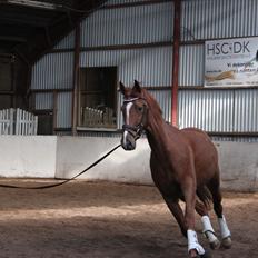 Dansk Varmblod Lindehøjgårds Celine