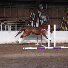 Dansk Varmblod Lindehøjgårds Celine