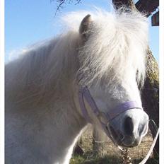 Anden særlig race Rosanne