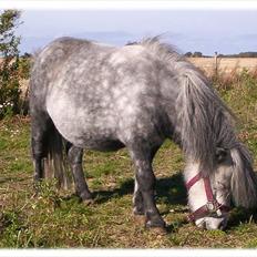 Anden særlig race Rosanne
