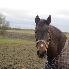 Anden særlig race bella R.I.P elskede hest