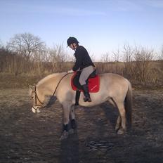 Fjordhest Marika Møldrup