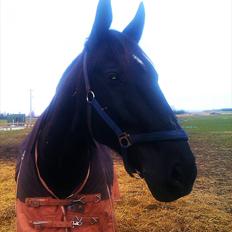 Oldenborg Buster 