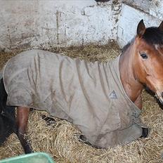Anden særlig race kashede´s precious jewel!!<3  