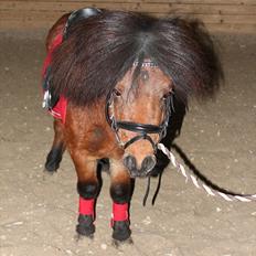 Shetlænder Pelle Hingst