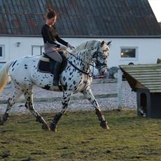 Knabstrupper Sartors Combat Warrior II