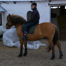 Anden særlig race Topsy SOLGT
