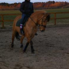 Anden særlig race Topsy SOLGT