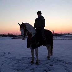 Pinto Nikolaj af Dutterup