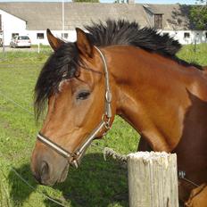 Welsh Partbred (Sec F) Got2bee