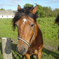 Welsh Partbred (Sec F) Got2bee