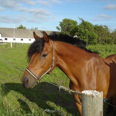 Welsh Partbred (Sec F) Got2bee