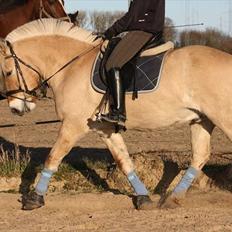 Fjordhest Gajol Møldrup