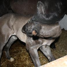 Anden særlig race Stald Handbergs casanova