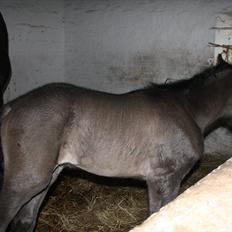 Anden særlig race Stald Handbergs casanova