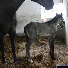 Anden særlig race Stald Handbergs casanova