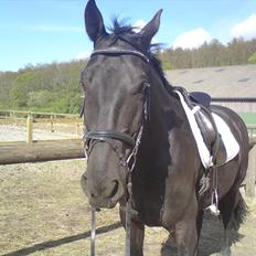 Oldenborg Corporal Alstrup