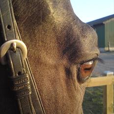 Oldenborg Corporal Alstrup