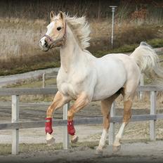 Paint Solanos Sunny Dinero
