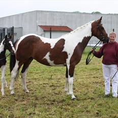 Pinto Hoelgaards Purple Glamour