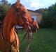 Traver Famous Hall (My Big Dog)