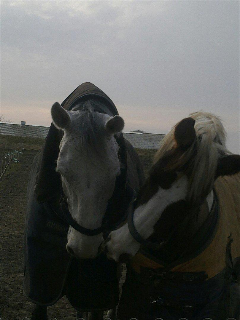 Pinto ZENIA  billede 19