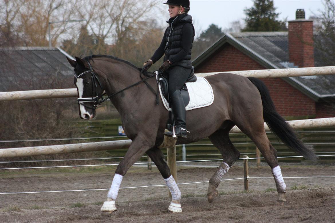 Dansk Varmblod Kastaniegården Charleston billede 7