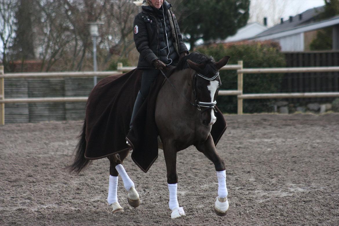 Dansk Varmblod Kastaniegården Charleston billede 8